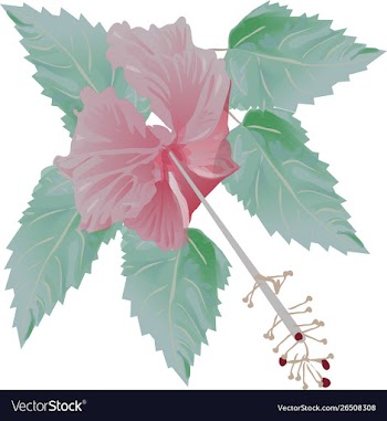 Beautiful hibiscus flower and green leaves vector image