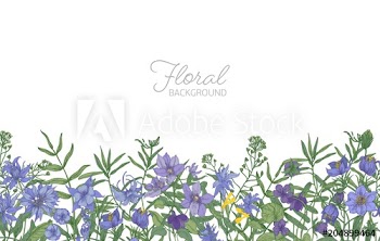 Beautiful horizontal floral backdrop decorated with blue and purple wild meadow blooming flowers growing at bottom edge on white background