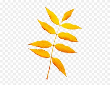 Beautiful Leaf Png