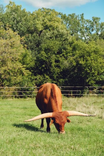 Beautiful Longhorn Steer Grazing in Lush Field