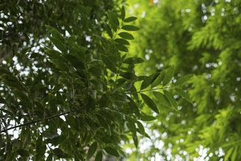 Beautiful nature, leaf background. Free | Free Photo - rawpixel