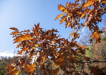 Beautiful oak leaf background, Autumn | Free Photo - rawpixel