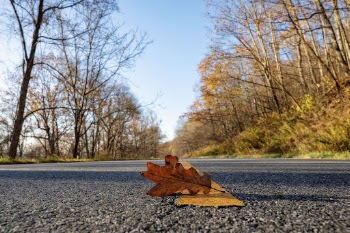 Beautiful oak leaf background, Autumn | Free Photo - rawpixel