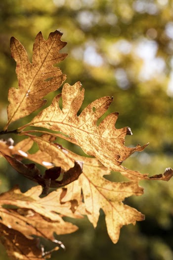 Beautiful oak leaf background, Autumn | Free Photo - rawpixel