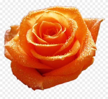 Изображение Для Плейкаста - Beautiful Orange Roses