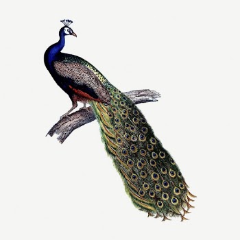Beautiful peacock collage element, vintage | Free PSD - rawpixel