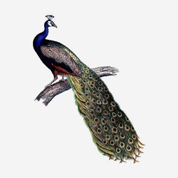 Beautiful peacock hand drawn illustration. | Free Photo - rawpixel