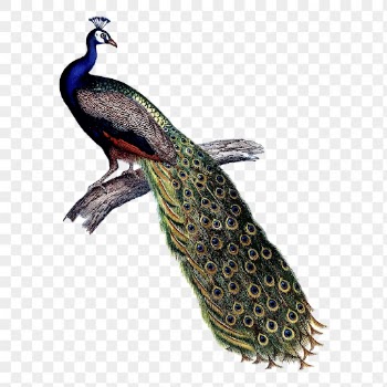 Beautiful peacock png sticker vintage | Free PNG - rawpixel