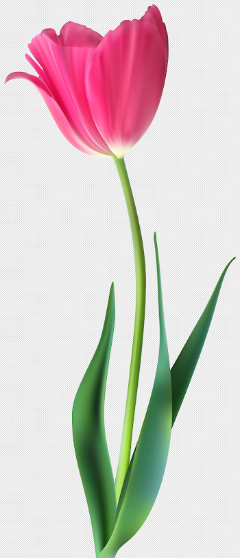 Beautiful Pink Tulip Decorative PNG Clip Art | Gallery ...
