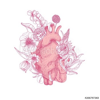 Beautiful realistic anatomical heart overgrown with spring blooming flowers hand drawn with pink contour lines on white background