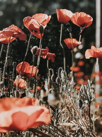 Beautiful red poppies flowers in the field blooming