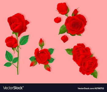 beautiful red rose