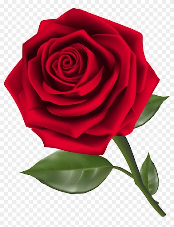 Beautiful Red Rose Png Clipart - Rose Clipart