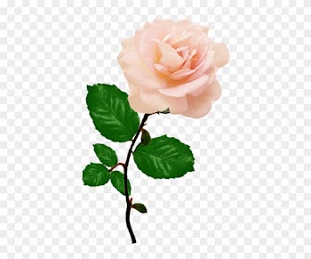 Beautiful Red Rose Png, Single Pink Rose Png - Single Pink Rose Png