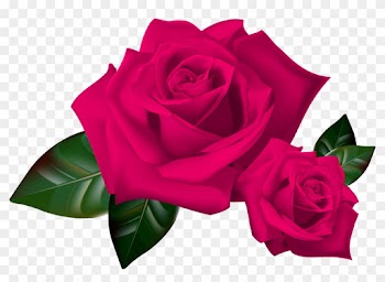 Beautiful Rose 1 - Rose Clipart