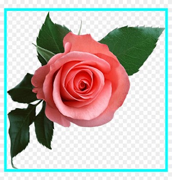 Beautiful Rose Flower Beautiful Pink Rose Flower Bouquet - Rose Flower Png