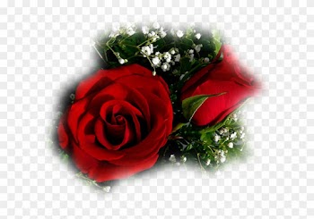 Beautiful Rose Flower For My Love