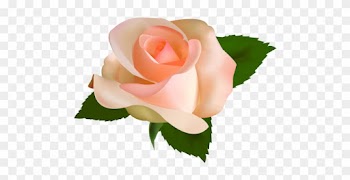 Beautiful Rose Png Clipart - Peach Rose Png