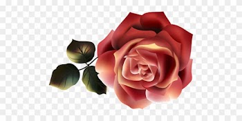 Beautiful Roses - Garden Roses