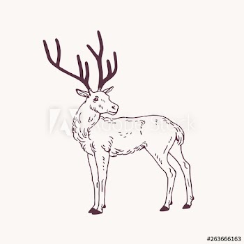 Beautiful sketch drawing of standing male deer, reindeer or stag with antlers
