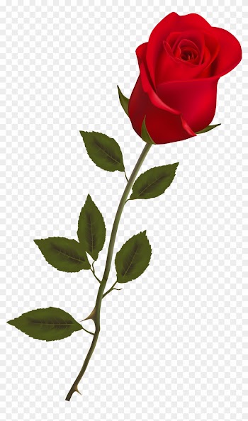 Beautiful Stem Red Rose Png Clipart - Rose Png