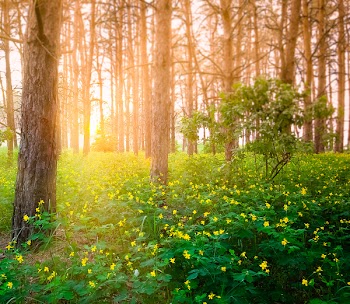 beautiful sunset in the forest