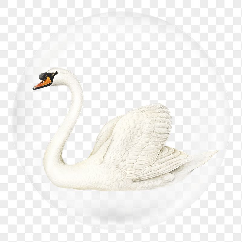 Beautiful swan png sticker, animal | Free PNG - rawpixel