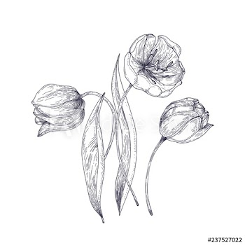 Beautiful tulip flowers hand drawn with contour lines on white background