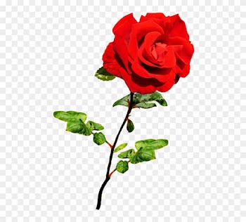 Beautiful Valentine Rose - Valentine Single Roses Png