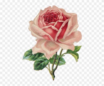 Beautiful Varieties For Home And Garden Decorative - Vintage Rose Clip Art