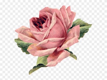 Beautiful Varieties For Home And Garden Vintage Clothing - Parental Advisory In Roses