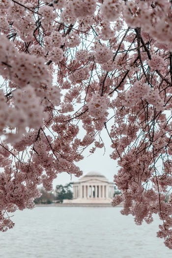 Beautiful weekend in Washington DC and the Cherry Blossoms were at peak! A must see for any tourists in DC. Enjoy!