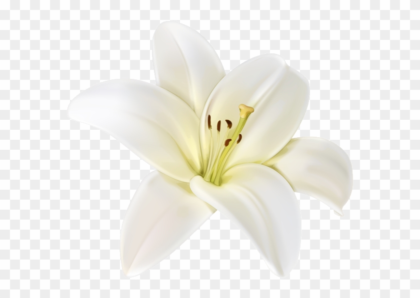 Beautiful White Flower Png Clipart Image - White Lily Flower Png