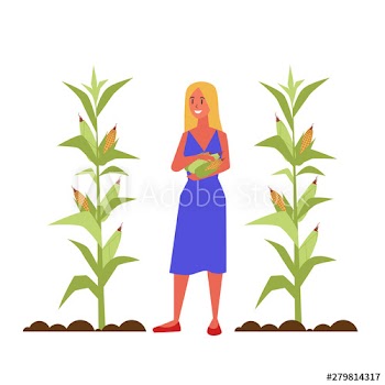 Beautiful woman in dress harvesting corn