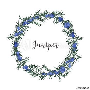 Beautiful wreath, circular frame or border made of juniper sprigs with berries hand drawn on white background