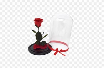 Beauty &amp; The Beast - Garden Roses