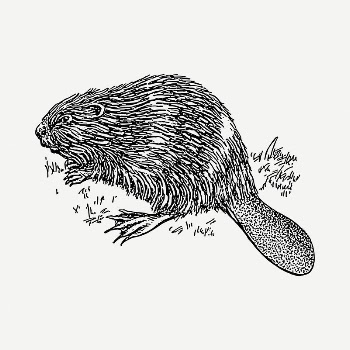 Beaver clipart illustration psd. Free | Free PSD - rawpixel