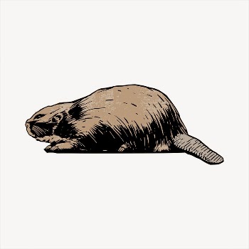Beaver  clipart, vintage hand | Free Vector - rawpixel
