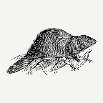 Beaver drawing, animal vintage illustration | Free PSD - rawpixel
