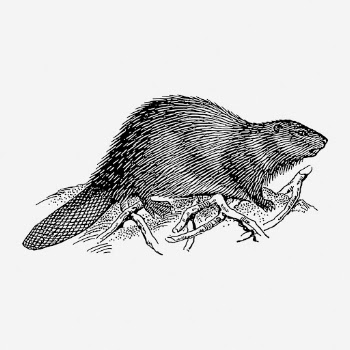 Beaver drawing, vintage animal illustration. | Free Photo - rawpixel