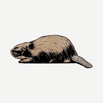 Beaver drawing, vintage illustration psd. | Free PSD - rawpixel