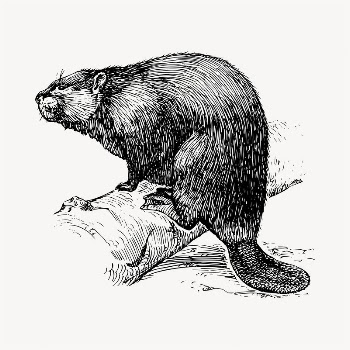 Beaver illustration clipart vector. Free | Free Vector - rawpixel