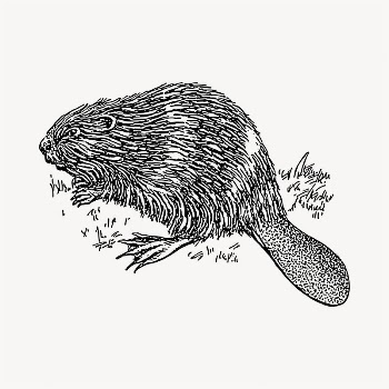 Beaver illustration clipart vector. Free | Free Vector - rawpixel