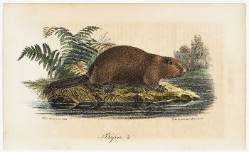 Beaver, illustration for tidskrift för | Free Photo - rawpixel