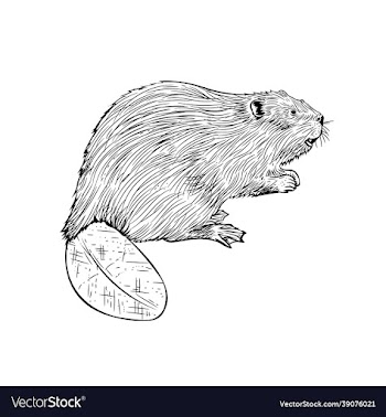beaver in hand drawn style