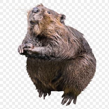 Beaver png clipart, wildlife, transparent | Free PNG - rawpixel