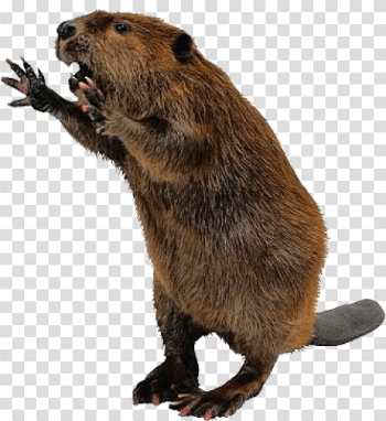 Beaver PNG Picture