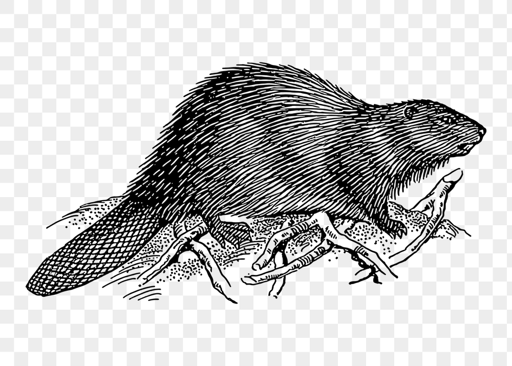 Beaver png sticker, animal vintage | Free PNG - rawpixel