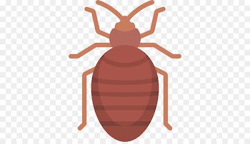 Bed Bug Bite, Bed Bug Control Techniques, Bedbug, Insect, Pest PNG
