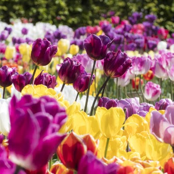 Bed of Assorted-color Flowers